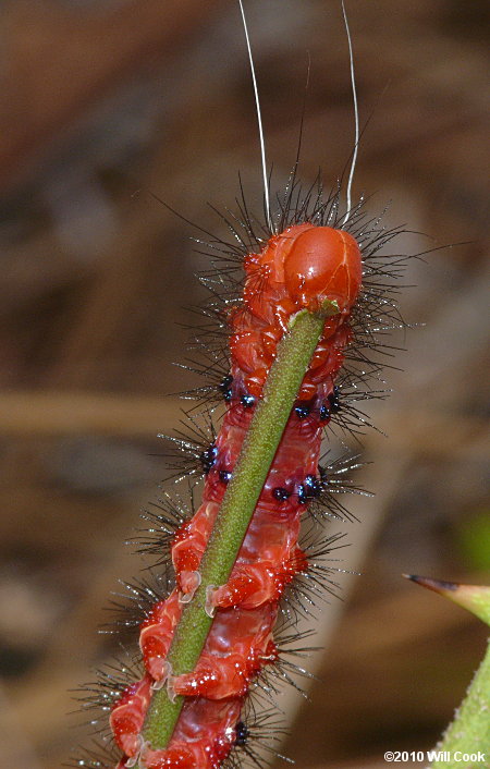 Faithful Beauty caterpillar (Composia fidelissima)