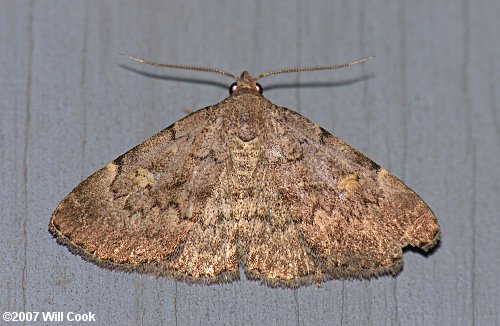 Idia aemula - Common Idia