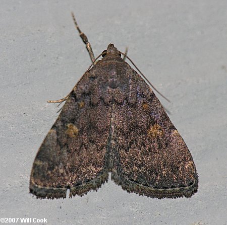 Idia aemula - Common Idia