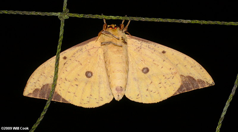 Imperial Moth (Eacles imperialis)