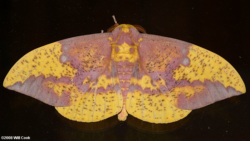 Imperial Moth (Eacles imperialis)