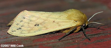 Pyrrharctia isabella - Isabella Tiger Moth