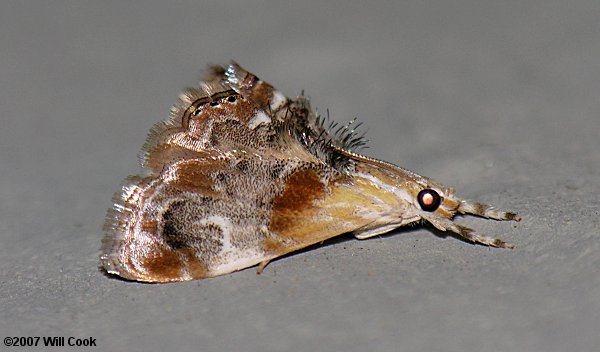 Dicymolomia julianalis - Julia's Dicymolomia Moth