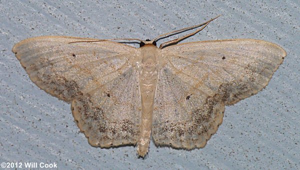 Scopula limboundata - Large Lace-border