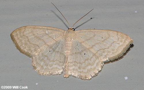 Scopula limboundata - Large Lace-border