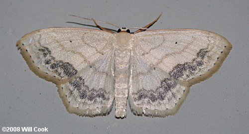 Scopula limboundata - Large Lace-border