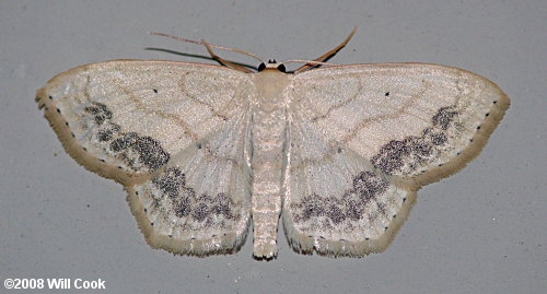 Scopula limboundata - Large Lace-border