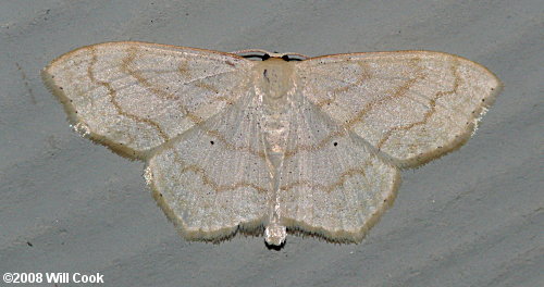 Scopula limboundata - Large Lace-border