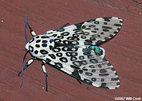 Hypercompe scribonia - Giant Leopard Moth