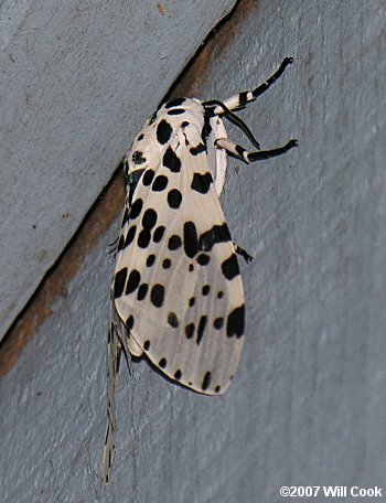 Hypercompe scribonia - Giant Leopard Moth