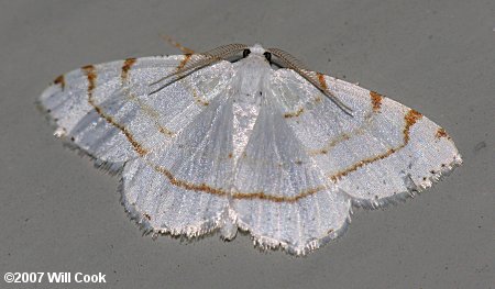 Speranza pustularia - Lesser Maple Spanworm