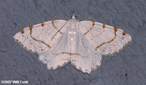 Speranza pustularia - Lesser Maple Spanworm