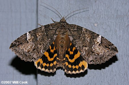 Euparthenos nubilis - Locust Underwing