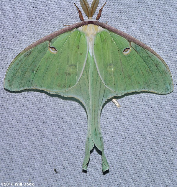 Luna Moth (Actias luna)