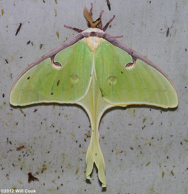 Luna Moth (Actias luna)