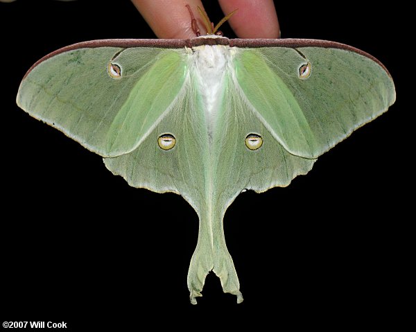 Luna Moth (Actias luna)