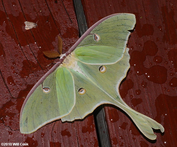 Luna Moth (Actias luna)