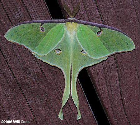 Luna Moth (Actias luna)