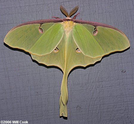 Luna Moth (Actias luna)