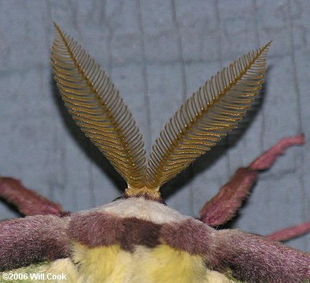 Luna Moth (Actias luna)