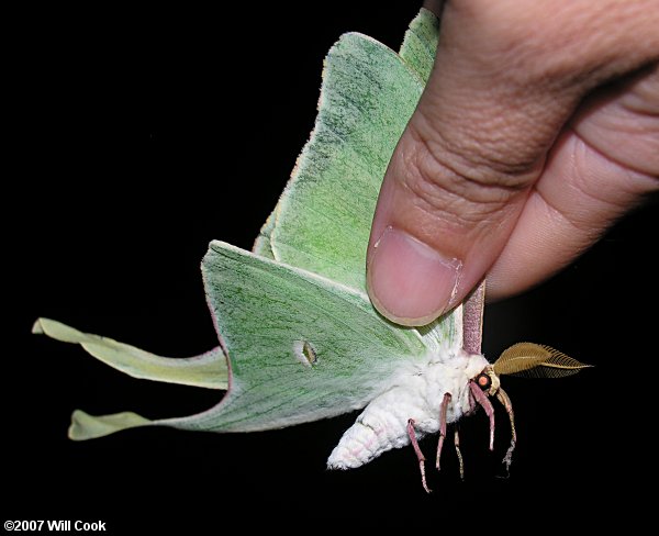 Luna Moth (Actias luna)