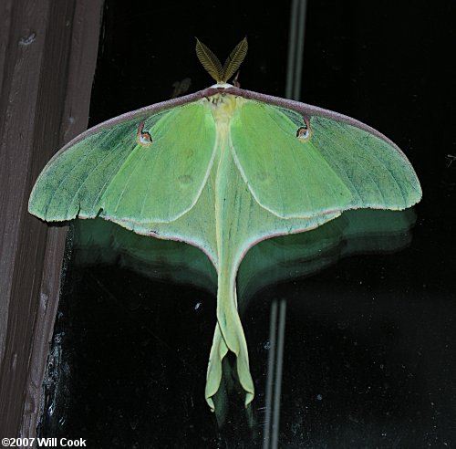 Luna Moth (Actias luna)