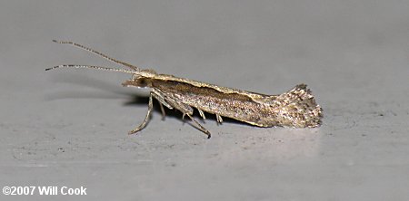 Plutella xylostella - Diamondback Moth