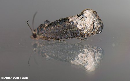 Ecdytolopha insiticiana - Locust Twig Borer Moth