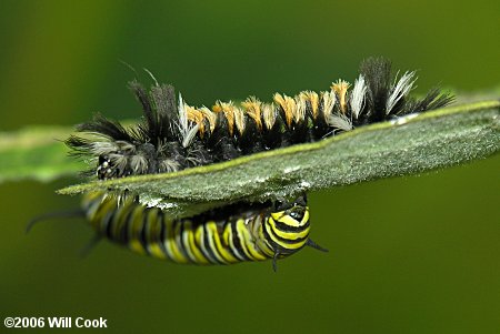 Milkweed Tussock Moth (Euchaetes egle)