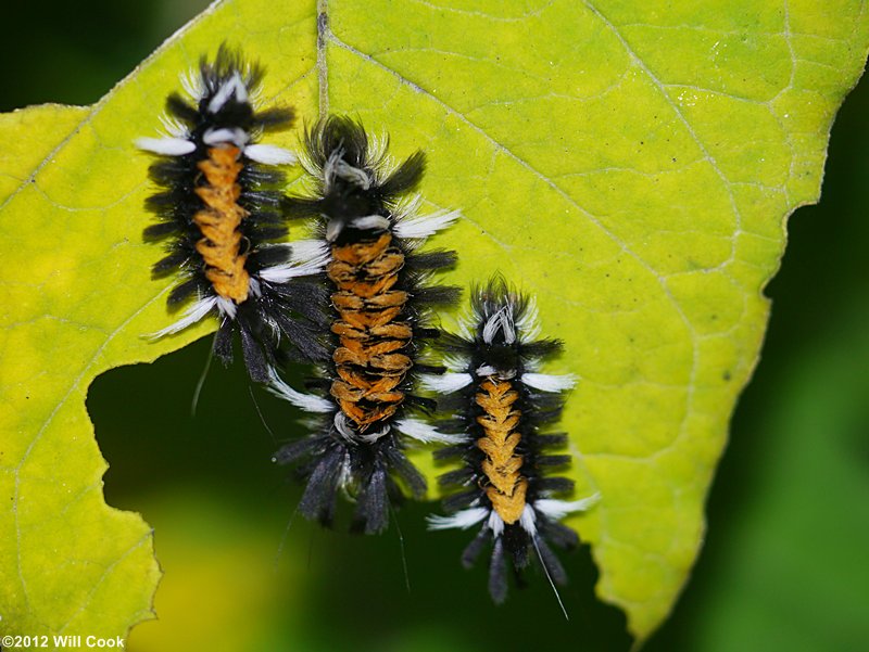 Euchaetes egle - Milkweed Tussock Moth