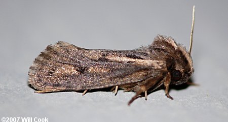 Acrolophus popeanella - Clemens' Grass Tubeworm Moth