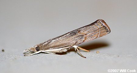 Parapediasia teterrella - Bluegrass Webworm Moth