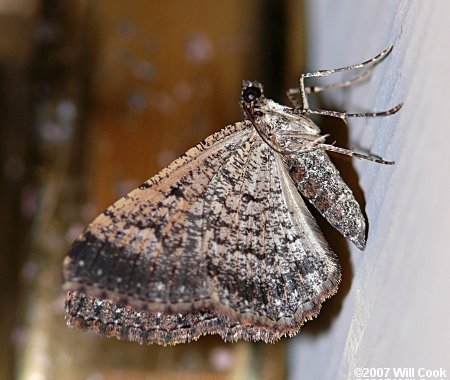 Disclisioprocta stellata - Somber Carpet