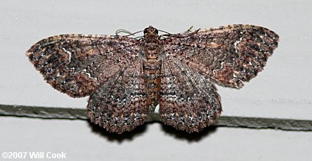 Disclisioprocta stellata - Somber Carpet