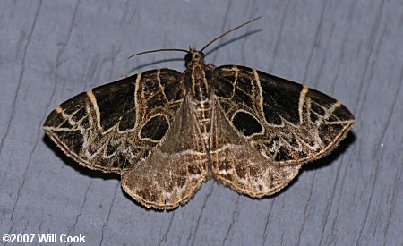 Ecliptopera atricolorata - Dark-banded Geometer