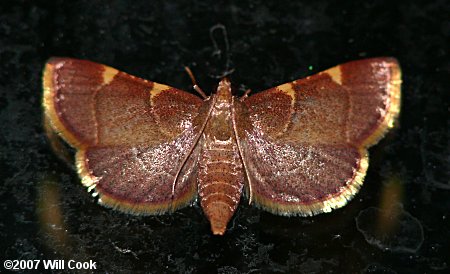 Dolichomia olinalis - Yellow-fringed Dolichomia