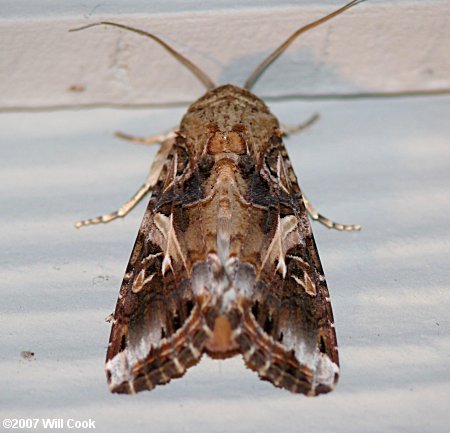 Spodoptera ornithogalli - Yellow-striped Armyworm