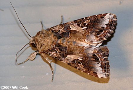 Spodoptera ornithogalli - Yellow-striped Armyworm
