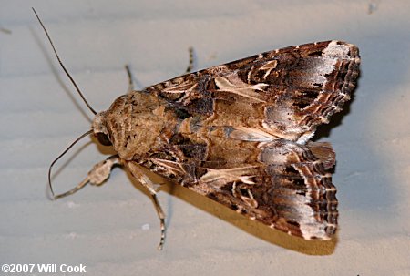 Spodoptera ornithogalli - Yellow-striped Armyworm