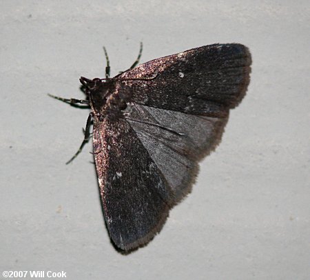 Idia rotundalis - Rotund Idia