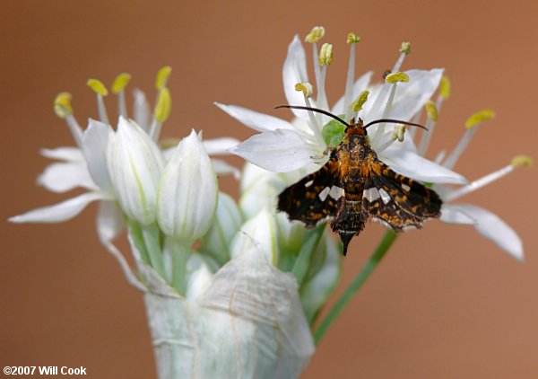 Thyris maculata - Spotted Thyris