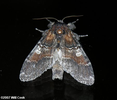 Peridea ferruginea - Chocolate Prominent