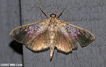 Pantographa limata - Basswood Leafroller