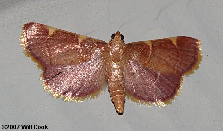 Dolichomia olinalis - Yellow-fringed Dolichomia