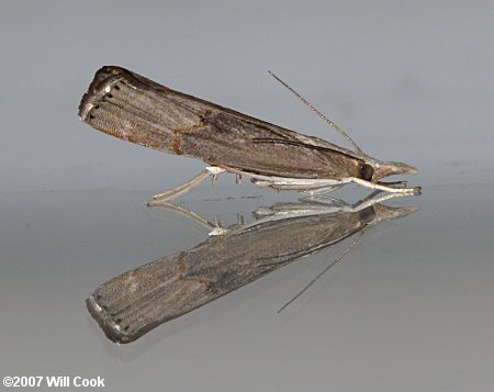 Parapediasia teterrella - Bluegrass Webworm Moth