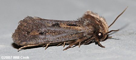 Acrolophus popeanella - Clemens' Grass Tubeworm Moth