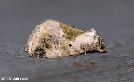 Maliattha synochitis - Black-dotted Maliattha