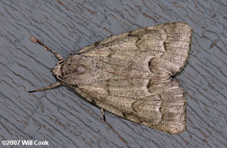 Acronicta innotata - Unmarked Dagger