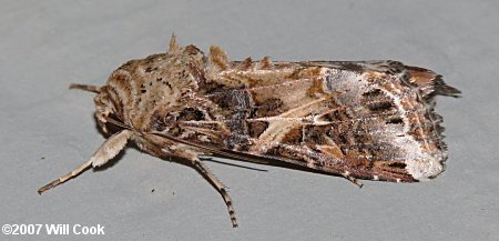 Spodoptera ornithogalli - Yellow-striped Armyworm