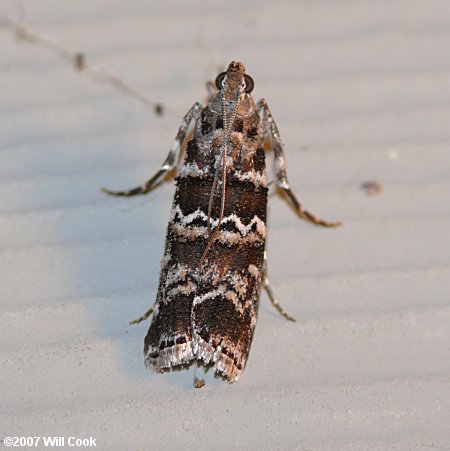 Dioryctria amatella - Southern Pine Coneworm